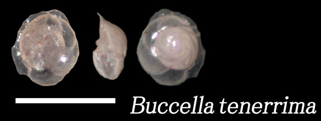 Buccella tenerrima